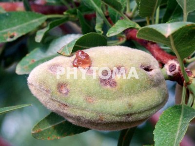 Xanthomonas arborícola pv. pruni
